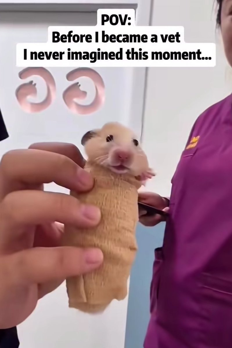 clarisic tweet media