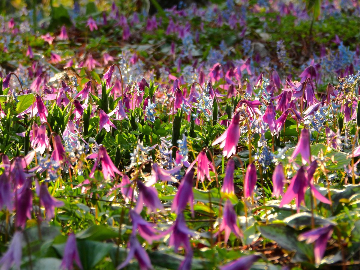 ダリア桜貝🌸ゆるりと音楽＆写真👨‍🌾 tweet media