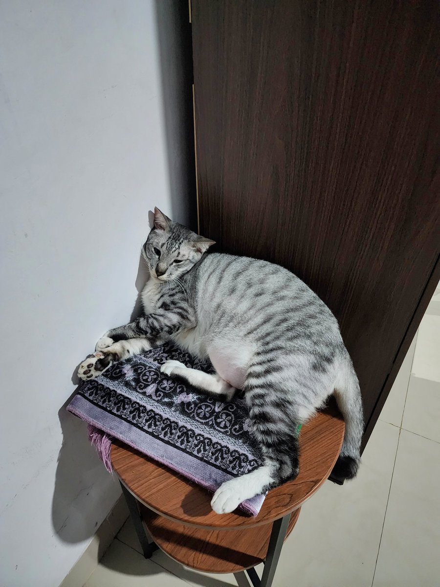 itsBrucecat's tweet photo. @tanyarlfes Yang gede perut, kepalanya mah segini 🤏🏻 https://t.co/MvM7oLlvIG
