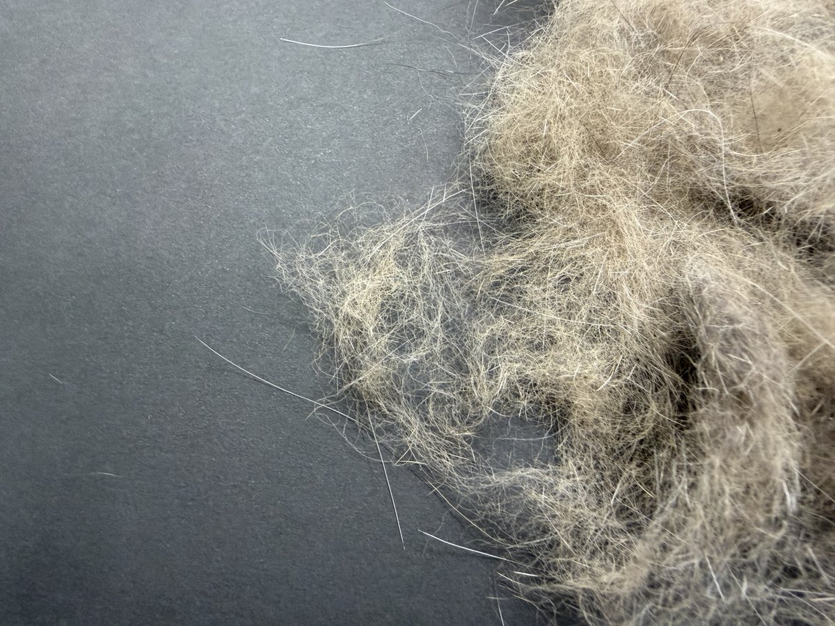 上野動物園［公式］ tweet media