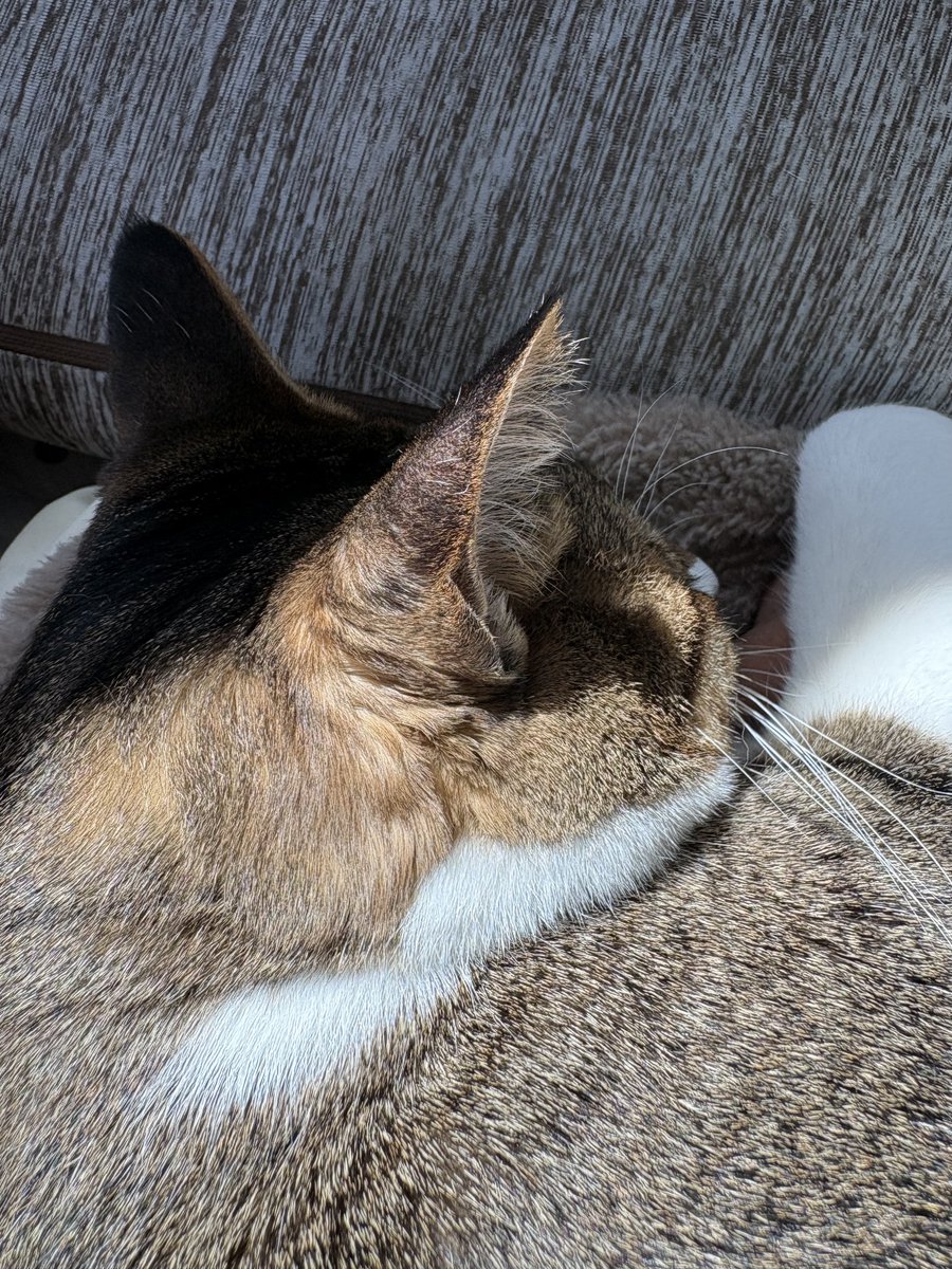 カルビの耳あたたかい
