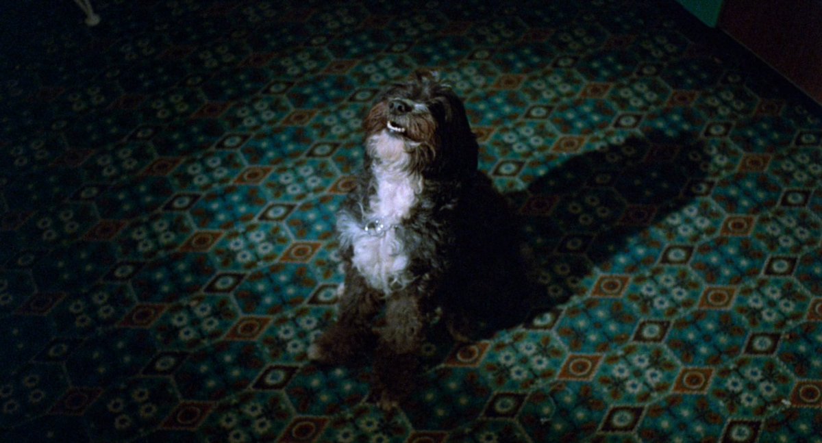 26mfhpod's tweet image. POLYESTER 
John Waters • 1981