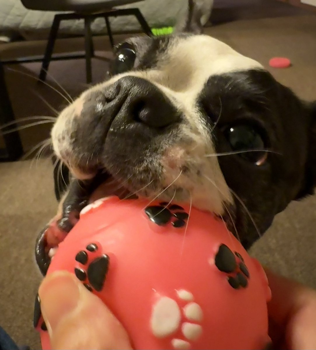 ぽんちゃん🐶ボストンテリア tweet media