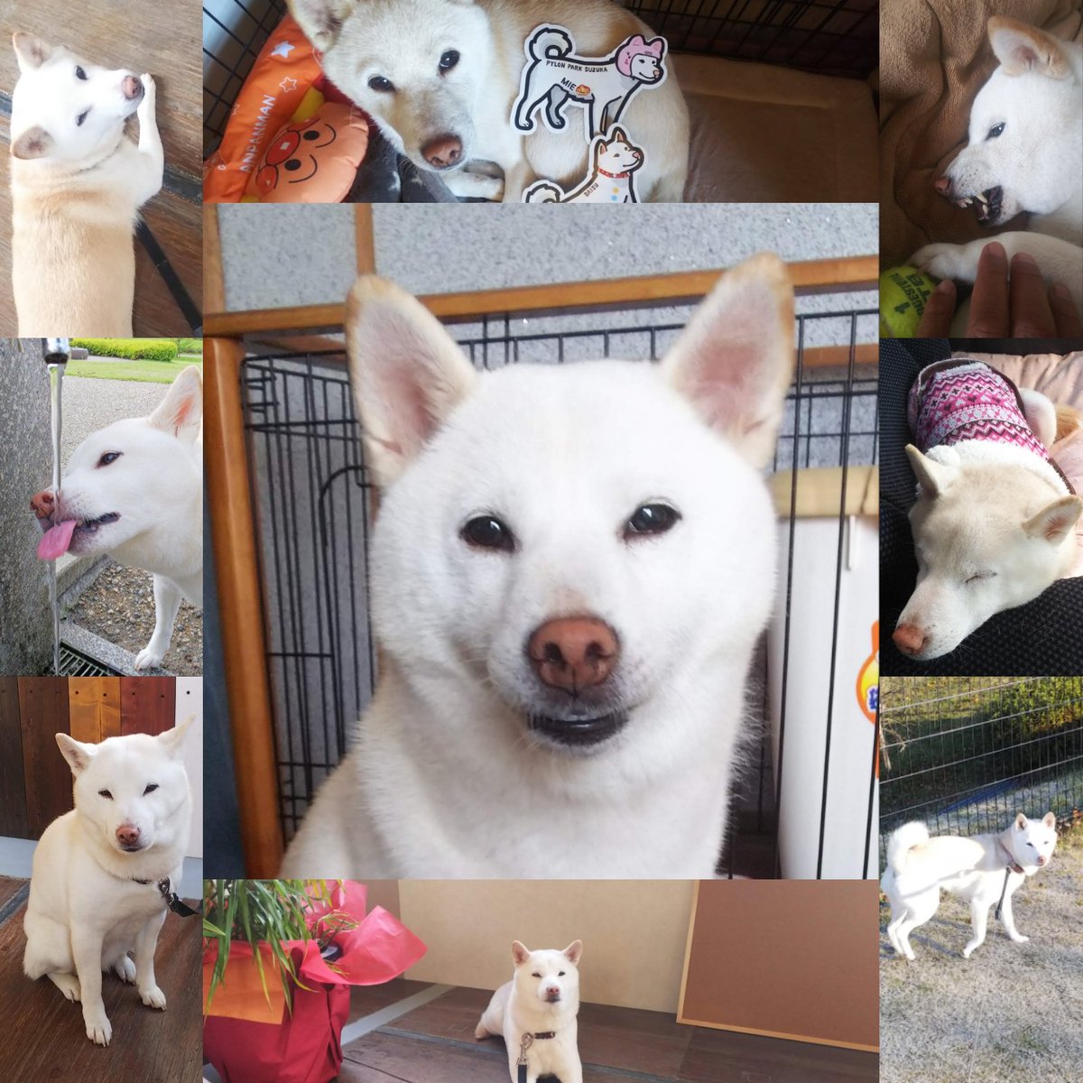 パイロンパーク鈴鹿(PPS) tweet media