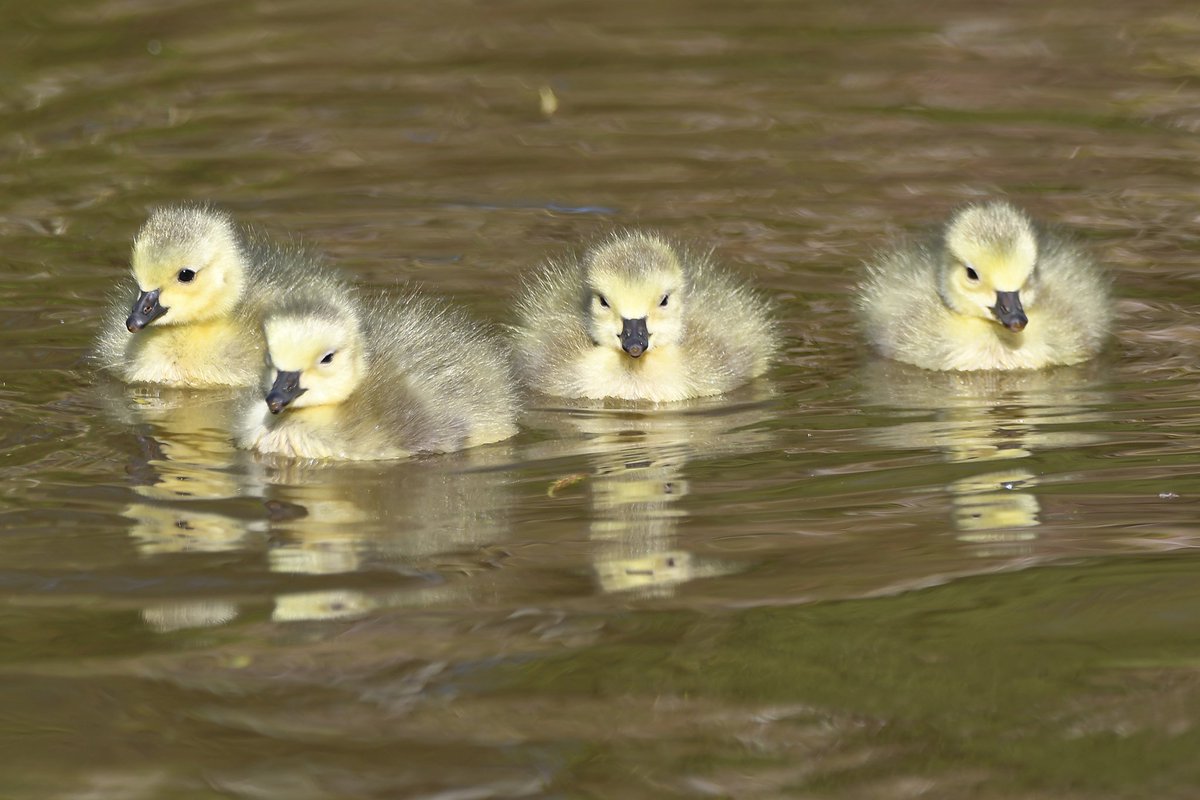 nealesmithworld's tweet image. Canada Goose Goslings
Bude Cornwall 〓〓
#Bude #Cornwall 
#CanadaGoose 
#CanadaGeese 
#Gosling