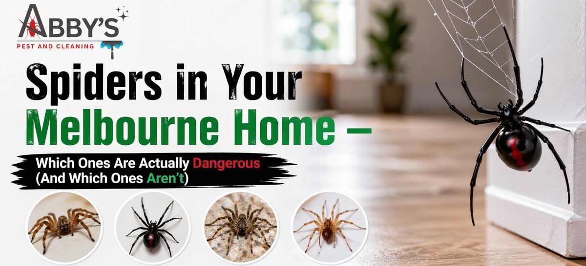 abbyspest's tweet image. 🕷️ Spiders in your Melbourne home — which are dangerous &amp;amp; which aren’t? Stay informed, stay safe. 🏡

Read More: tinyurl.com/32awcta5

#Spiders #Melbourne #PestControl #HomeSafety