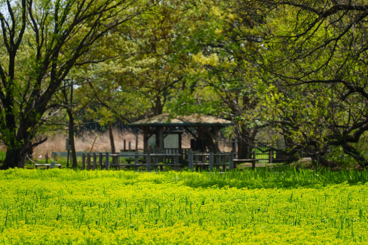 加須市 tweet media