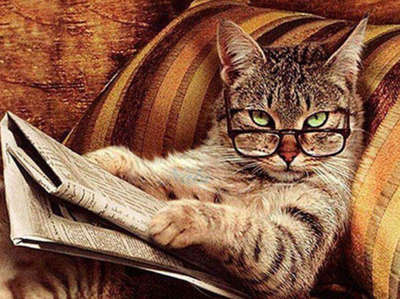 Viejo Loco tweet media