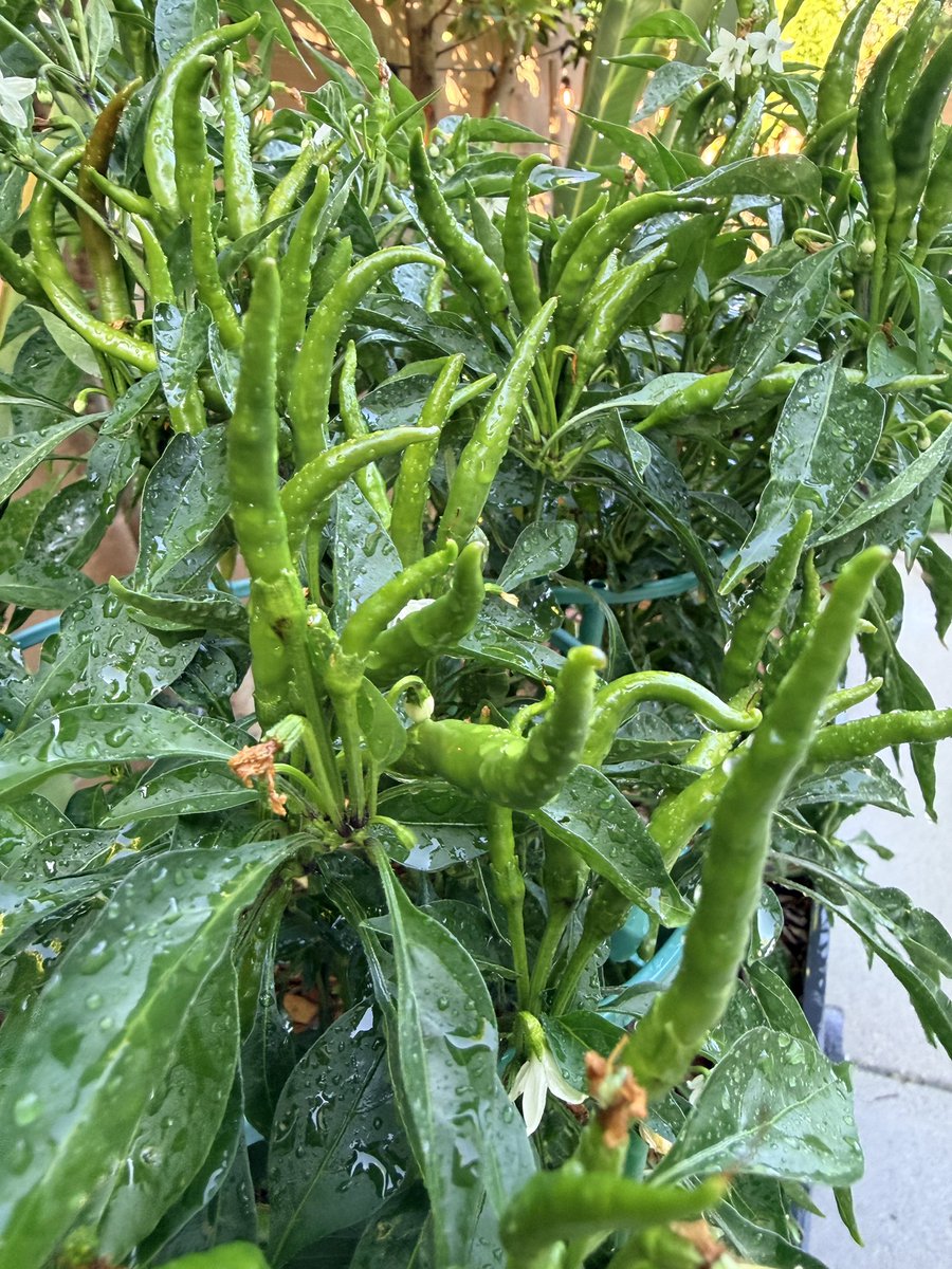 卖茶叶蛋de理查德 tweet media