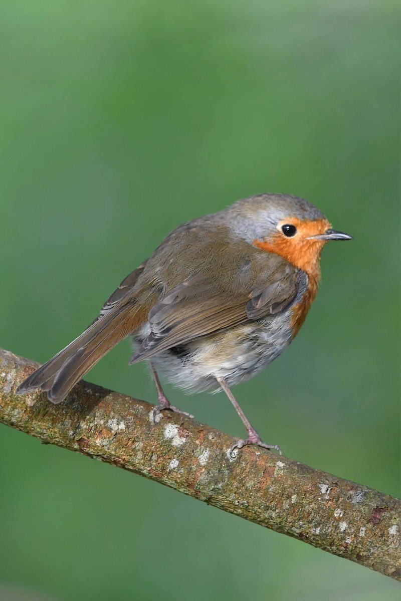 nealesmithworld's tweet image. Robin 
Bude Cornwall 〓〓
#Bude #Cornwall 
#Robin