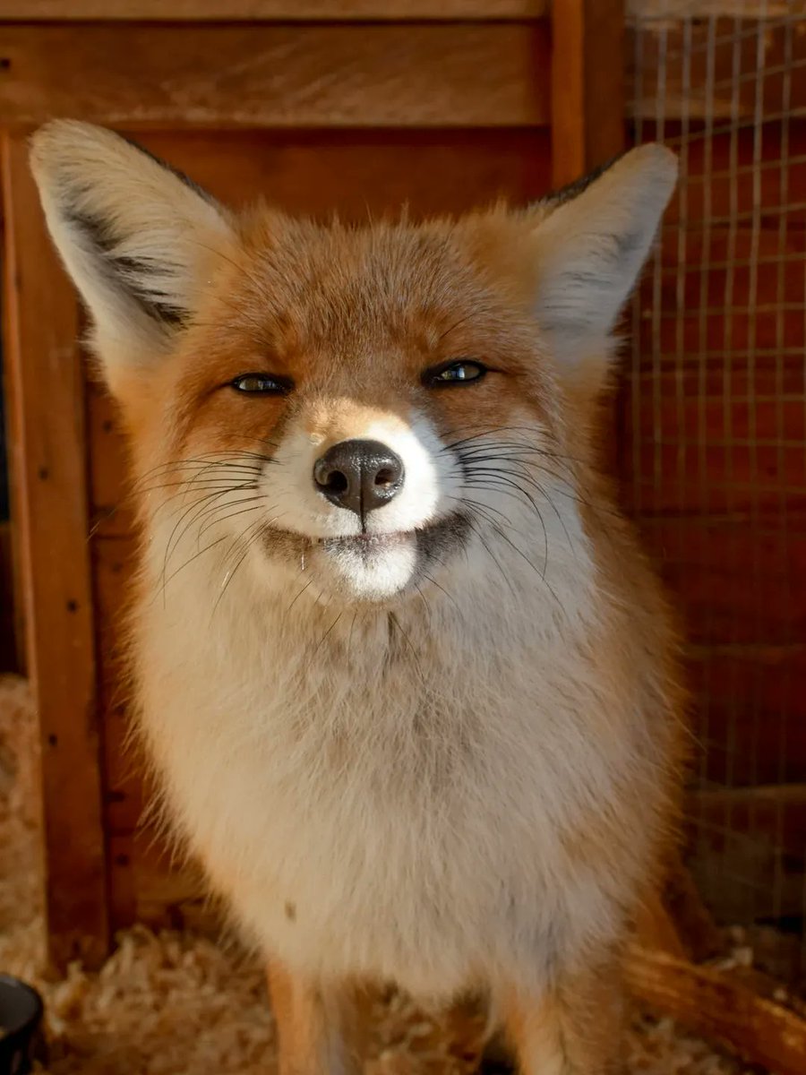 TheFoxLife's tweet photo. 😊 https://t.co/irIJT2MeCB