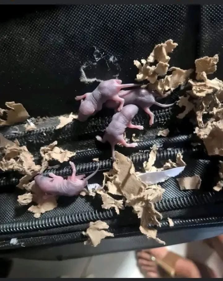 Victoria A tweet media