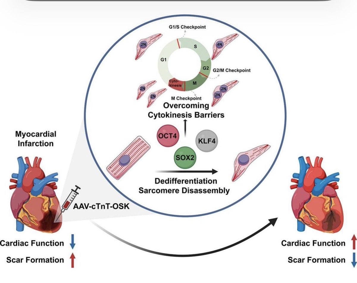 David Sinclair tweet media