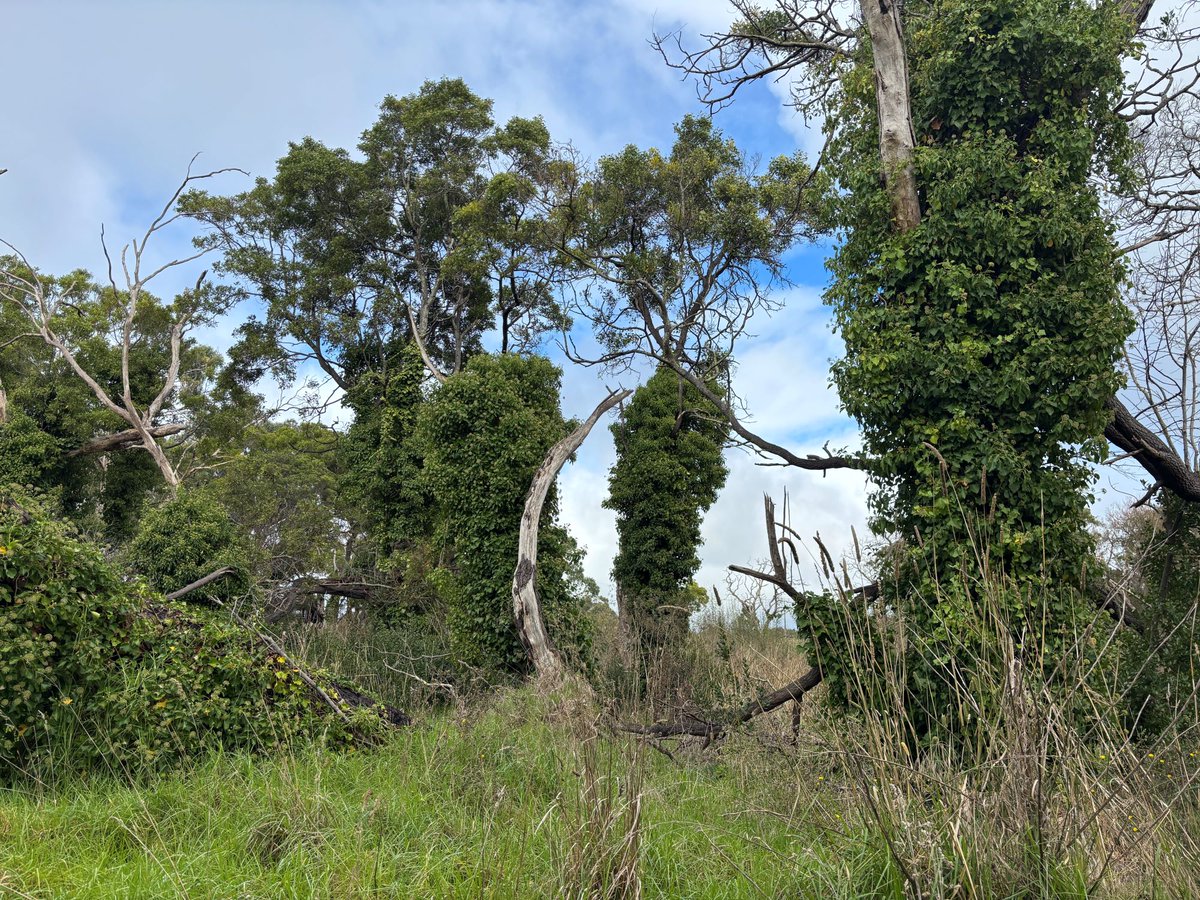 Glenelg Hopkins CMA tweet media