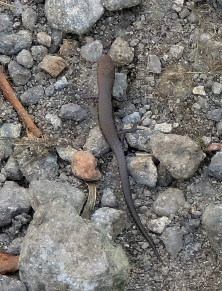GeorgieBWain's tweet photo. On today's walk along the creek behind Knifeland I saw New Holland Honeyeaters, heard Spotted Pardalotes, found a skink and Rhubarb found #NotABall🤷🏻♀️
It was a sparkly walk. https://t.co/5xfbjBuI0d