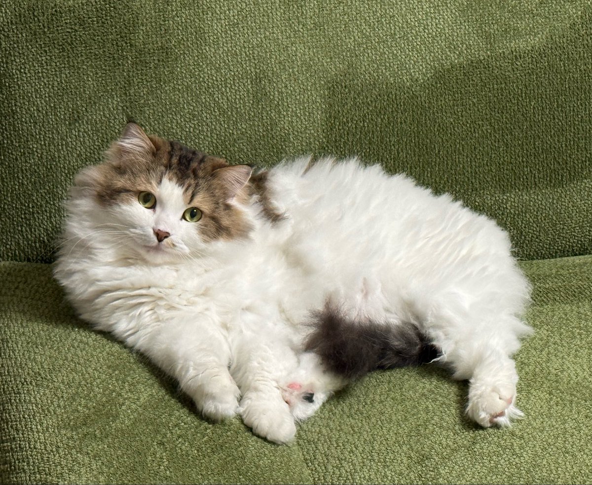 왕쿠니 (6학년) tweet media