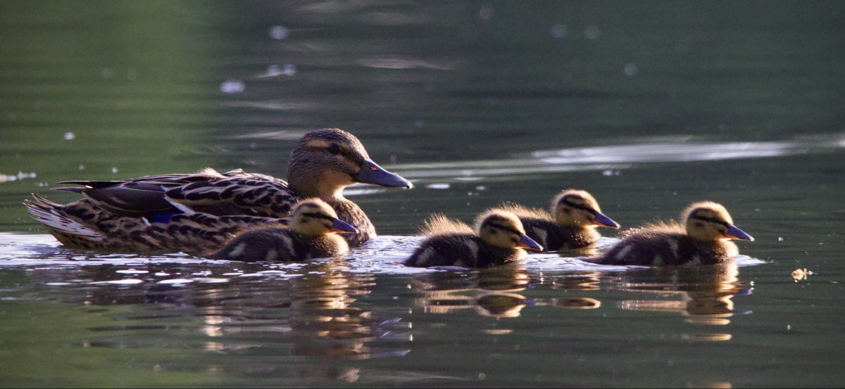 Let’s swim in the lake with mama