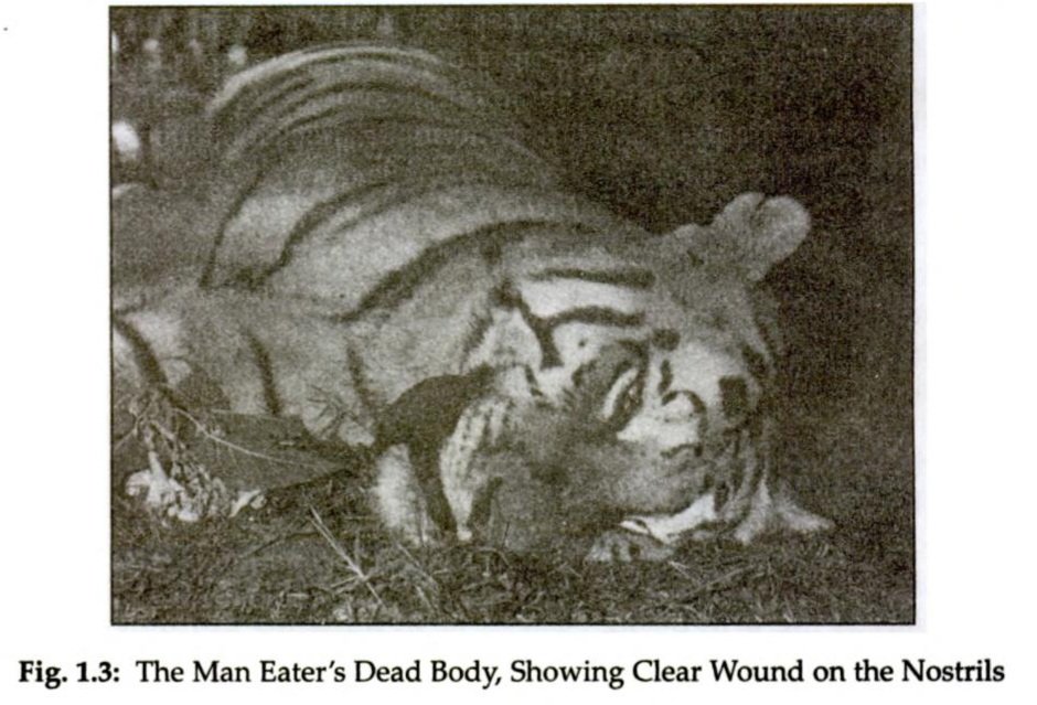 The Thinking Tiger tweet media