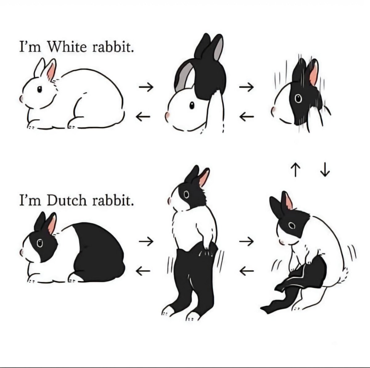 Rabbit Lovers Community USA tweet media