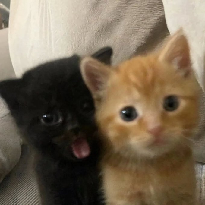 cats 🐈 tweet media