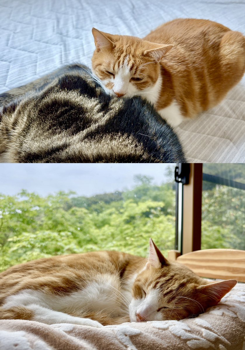 皆んなで2階で寝てます。