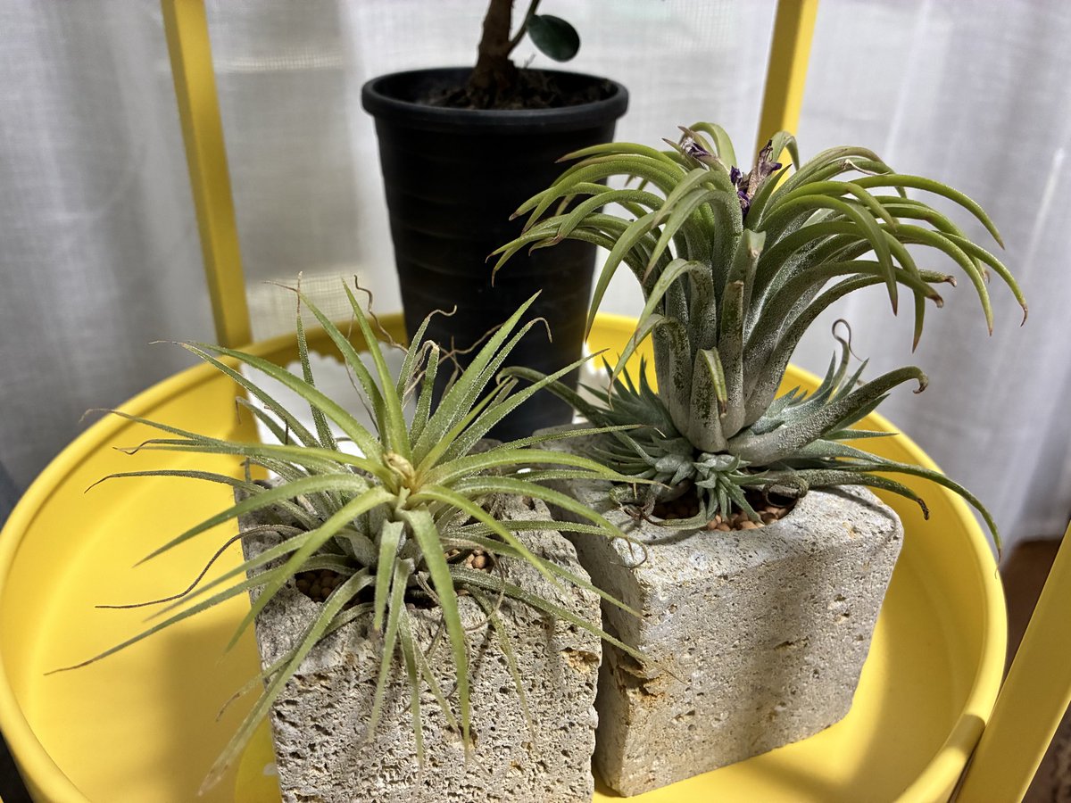 ししょう。／眉毛飼い tweet media