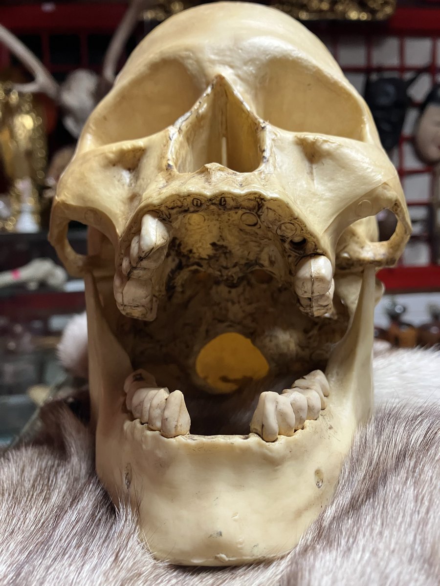 hakuchuum_osaka's tweet image. 人体模型
頭蓋骨の模型です。
汚れあります。
高さ17cm
6500円です。
通販ご希望の方はDMください。

#頭蓋骨
#skull