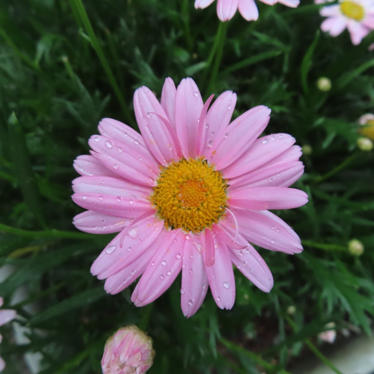 nohuop's tweet image. #flower