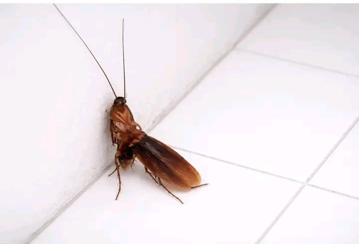 Ngazekof🇰🇪 tweet media