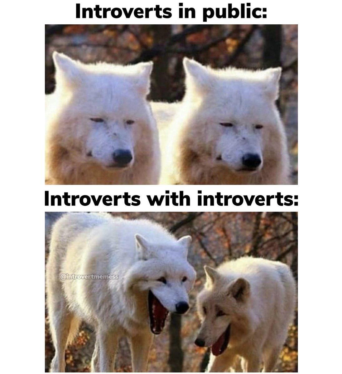 All About Introverts tweet media