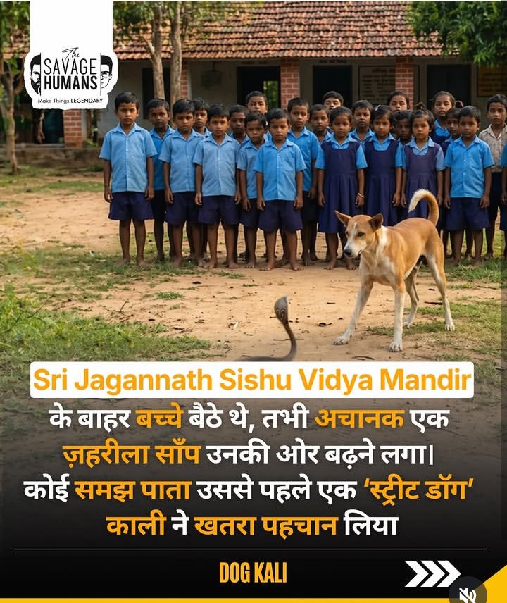 CHANDANSINGHHH's tweet photo. काश अब भी इंसान इन बेज़ुबान जीवों से नफ़रत करना बंद कर दे https://t.co/KO4FbmyIZF
