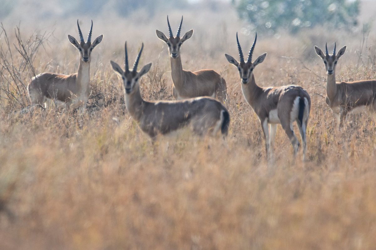 Syed Rizwan Mehboob tweet media