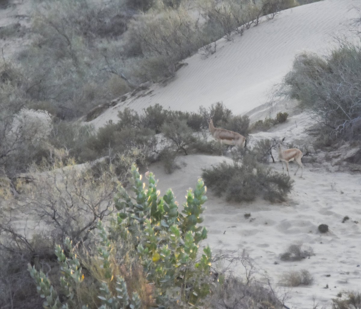 Syed Rizwan Mehboob tweet media