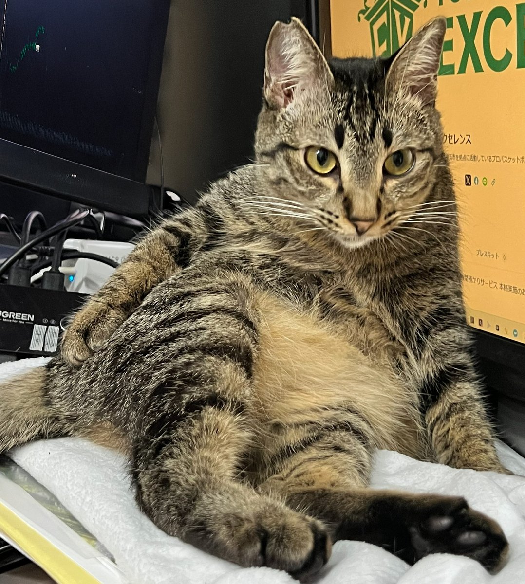 y9iWPi5EtMZU0Yz's tweet image. ワットは常に毛づくろいに余念がない。

#ねこのいる暮らし #cat