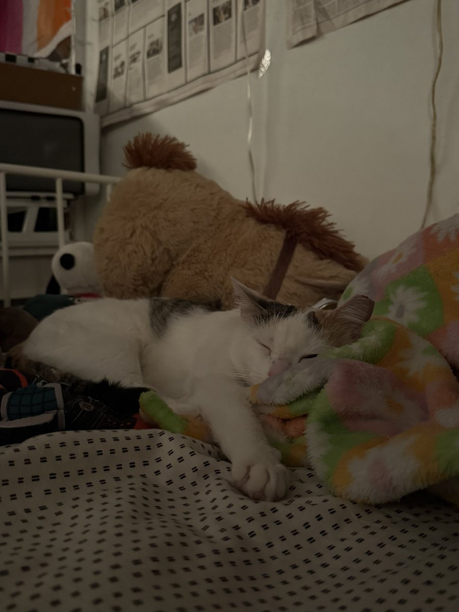 ives ★ tweet media