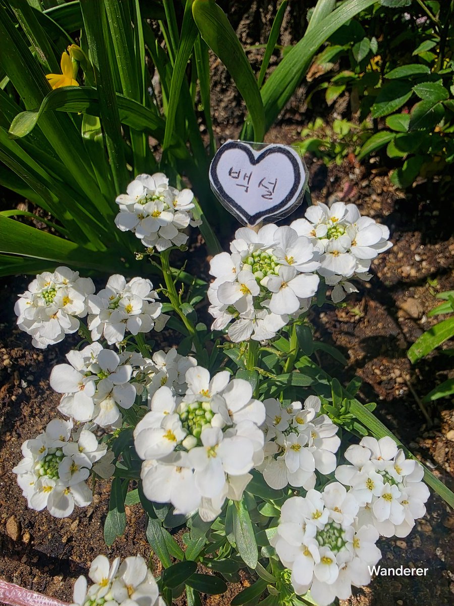 sukoya979's tweet image. Iberis💚🌸💚#Flower #plants #nature