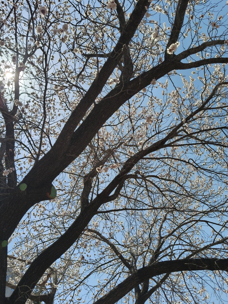 糖醋鱼鱼鱼籽酱 tweet media