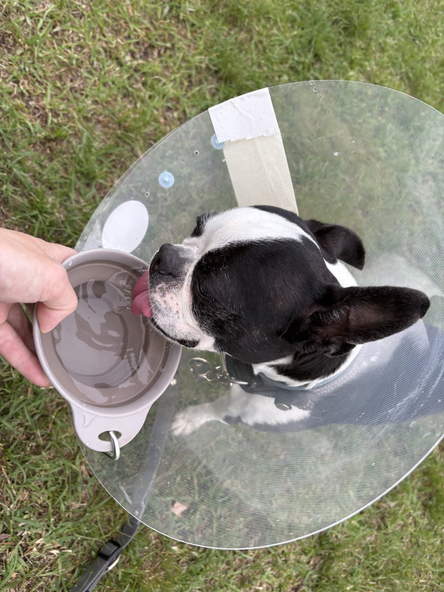 つぶやきパンダ tweet media