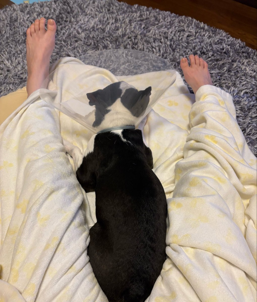 つぶやきパンダ tweet media