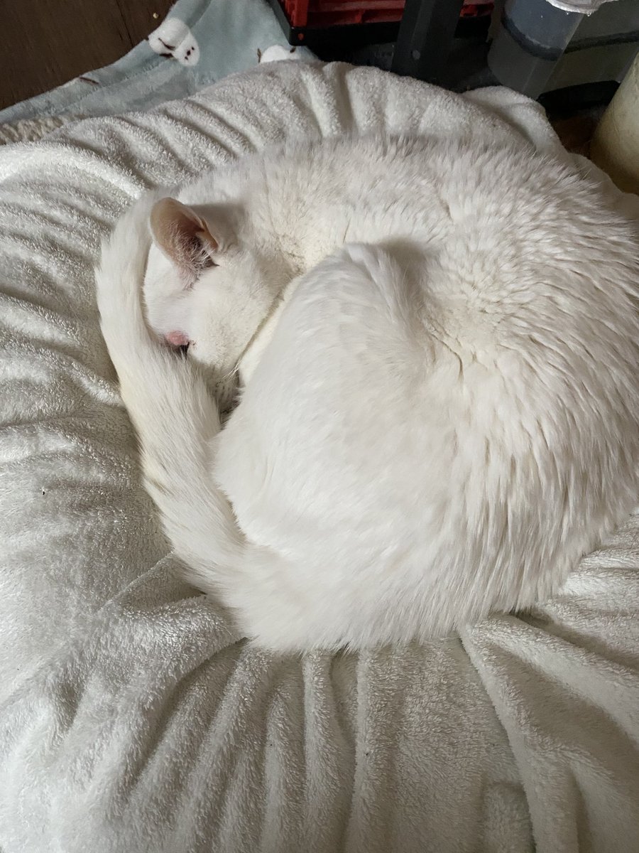 きょういち＠2026 6/7 第22回Mt.富士ヒルクライム tweet media