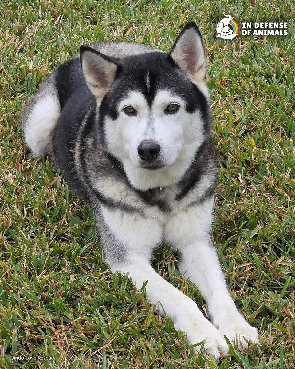 IDAUSA's tweet image. Lance made it from South Korea to #Florida. Now he needs a loving forever home. Please help this sweet #dog get seen by the person meant for him. Share his story and help him find where he belongs.
More: bit.ly/4cqSSbs
RT &amp;amp; support bit.ly/3Qp9jwq
#AdoptDontShop