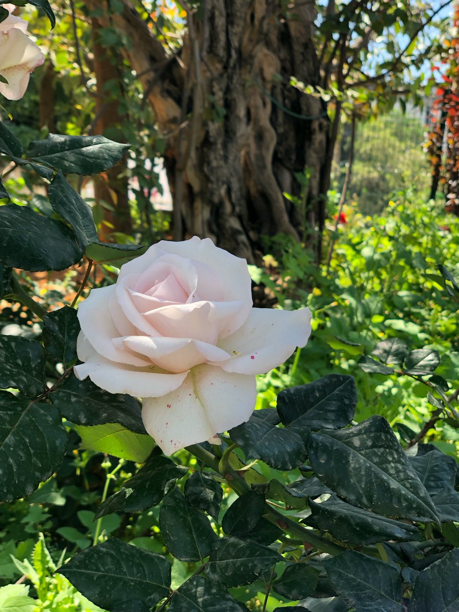 marie_nassar's tweet image. Good morning X-Friends…Happy Thursday 🌷☕️🌳☀️🩷
My photo 📸

#ThursdayMorning 🌷 #CoffeeTime ☕️ #NatureBeauty 💐 #StayPositive 🩷 #PeaceAndLove 🕊️