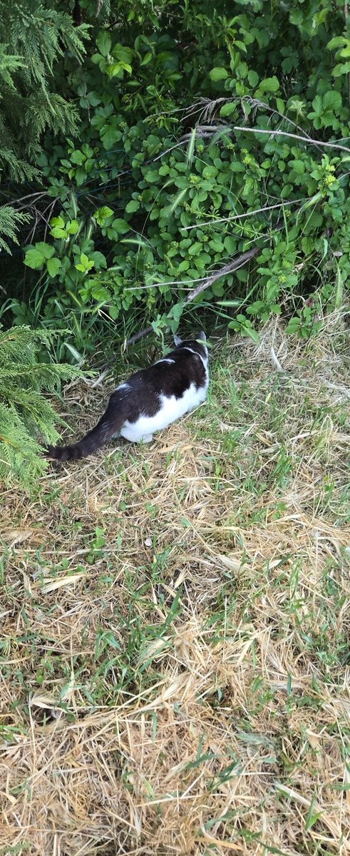 EStradini's tweet photo. Ho poco tempo pwr.postare   ho grossi problemi.  Oggj NON avrvo cricche.  Loro son tanti.aiutatemi ad aiutarli🙏🐈‍⬛🐈💛 https://t.co/p2bHRP09Hl
