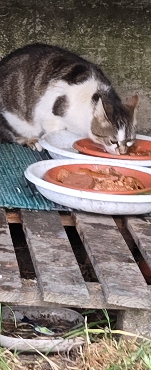 EStradini's tweet photo. Ho poco tempo pwr.postare   ho grossi problemi.  Oggj NON avrvo cricche.  Loro son tanti.aiutatemi ad aiutarli🙏🐈‍⬛🐈💛 https://t.co/p2bHRP09Hl