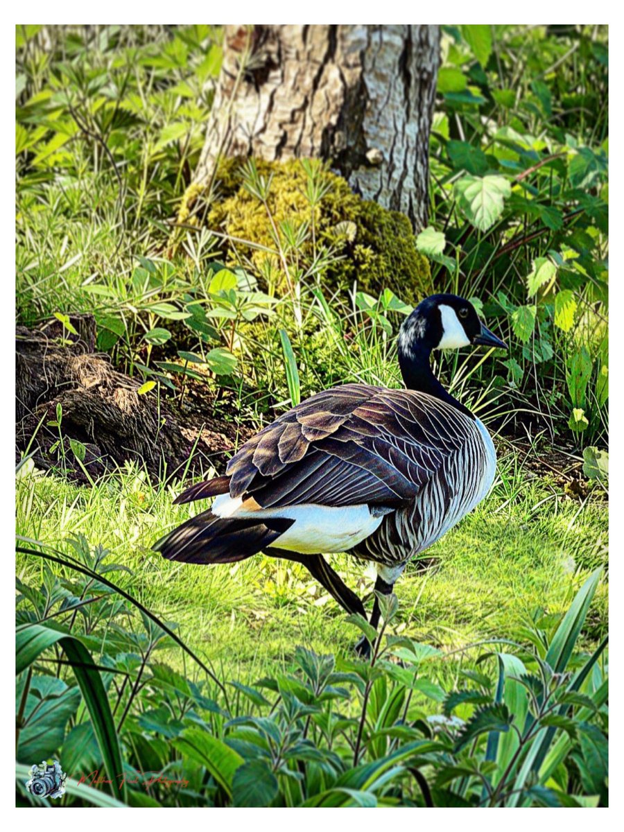 photography_m_f's tweet image. Canada Goose, Hartlebury, UK 🏴󠁧󠁢󠁥󠁮󠁧󠁿

#CanadaGoose

#Hartlebury

#Photography