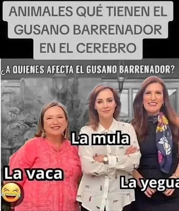miss_moxxa92's tweet photo. …….😂💬📣 Animales que tienen el gusano 🐛 barrenador📣💬♦️…….
👇🏻👇🏻👇🏻👇🏻👇🏻👇🏻👇🏻👇🏻👇🏻👇🏻👇🏻👇🏻👇🏻 https://t.co/OIfvkxS7v0
