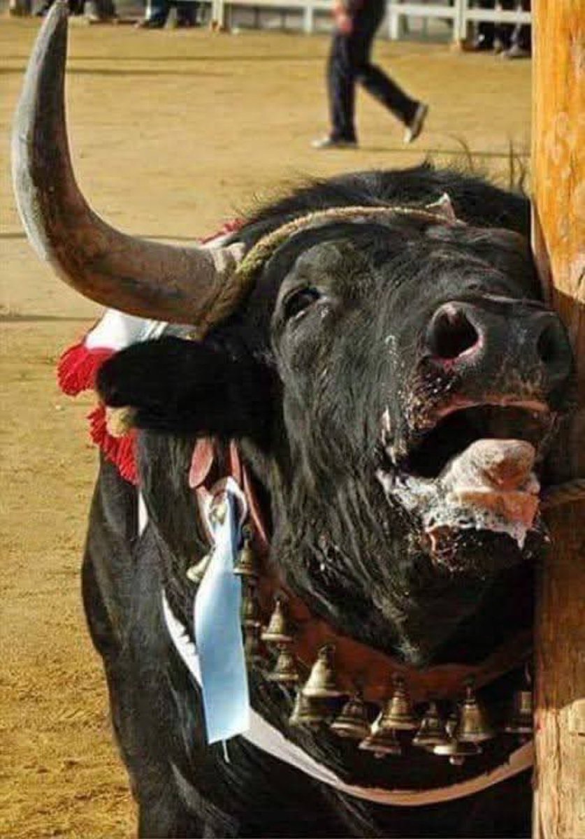 questa la dedico con tutto il cuore a chi definisce eroe il torero incornato e piange per lui.Anzi mi allargo: LIMORTACCIVOSTRA! P.s.Anche i sacrifici umani erano ‘espressione culturale’, che famo? Li ripristiniamo?