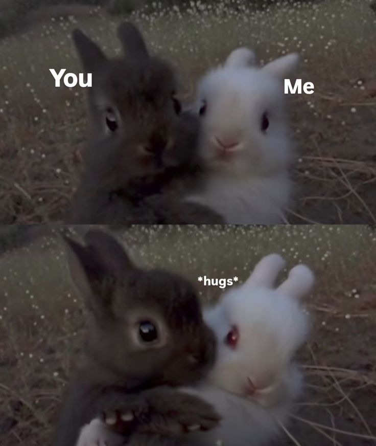 Cutes Animals tweet media