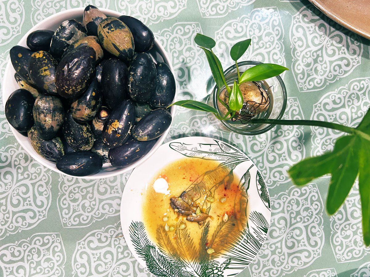 Pari Koy tweet media