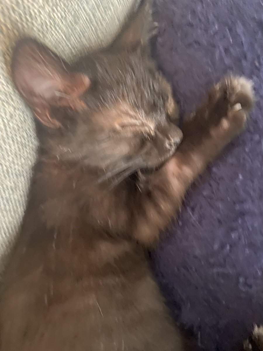 ꒰ ⸝⸝ 𝓴ₒ𝘵𝔞 ༝ ⟢ tweet media